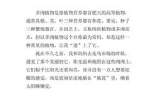 多肉组合 四年级写植物作文900字