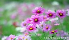 高考作文辅导68：天行健，君子以自强不息