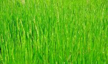 学生作文｜战胜疫情