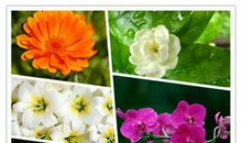 花语生活 享受生活作文600字