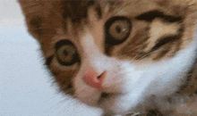 有趣的猫儿 写猫的动物作文800字