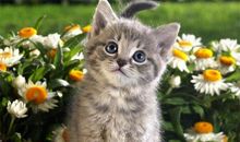 我家的小猫 可爱的小猫咪400字作文