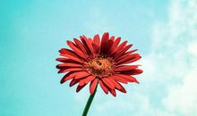 如果把这些句子用到中高考作文中，那就美翻了