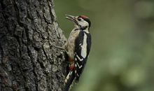 小学生优秀作文：啄木鸟和她的树