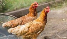 四年级作文：鸡吃石子的秘密