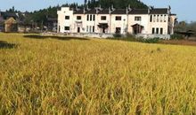 家长怎样帮助孩子的作文（小学生版）