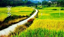 我爱家乡的杏梅散文