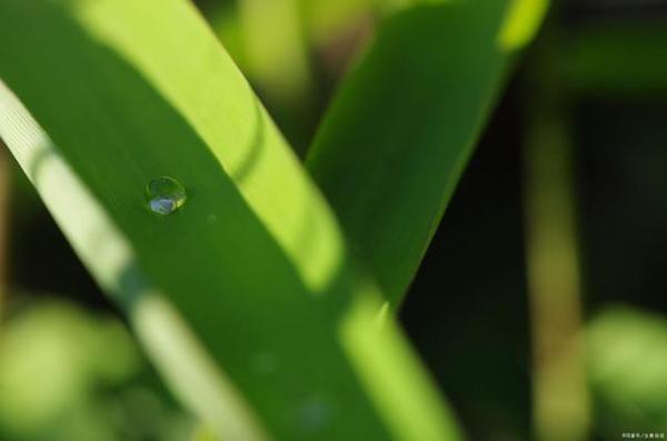 学生作文｜抗击疫情 2