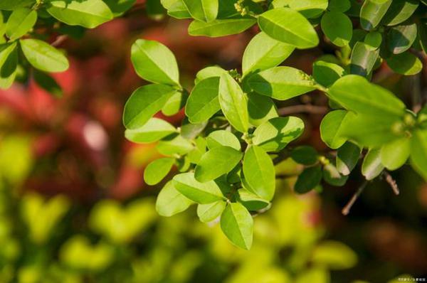 学生作文｜抗击疫情