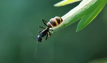 一次意义非凡的生存训练 四年级记叙文500字