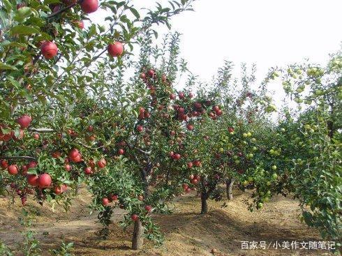 小学生作文:姥姥家的蔬果园