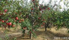 小学生作文：姥姥家的蔬果园