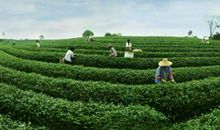 家乡的茶园――我的乐园作文600字