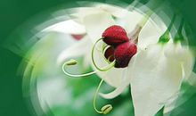 【备考高考专家精典点拨(作文篇)】作文行文技巧及佳作点评之四:高雅境界