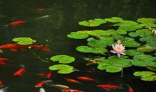 中考作文‖2019年常州中考作文03：走在鱼儿的思想里