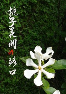 栀子花开-优秀记叙文700字