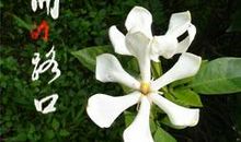 栀子花开-优秀记叙文700字