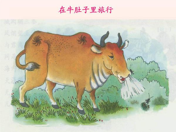 原创 进入三年级，语文学习的重点并不是写作文，而是需要迈过三个坎 5