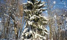 小学生想要写好作文，离不开阅读摘抄，收藏关于冬天的好句好段