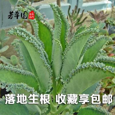 “落地生根” 四年级描写植物作文400字