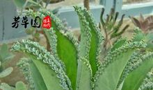 “落地生根” 四年级描写植物作文400字