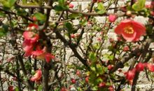 你想不到！香港近三年高考必修科目“中国语文”作文竟这样出