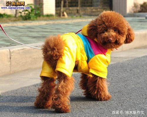 五年级作文:可爱的泰迪犬