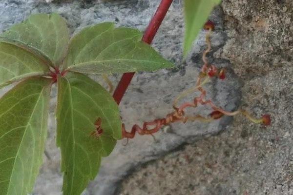 (推荐收藏)四年级语文第三次作文:写观察日记之植物篇 1