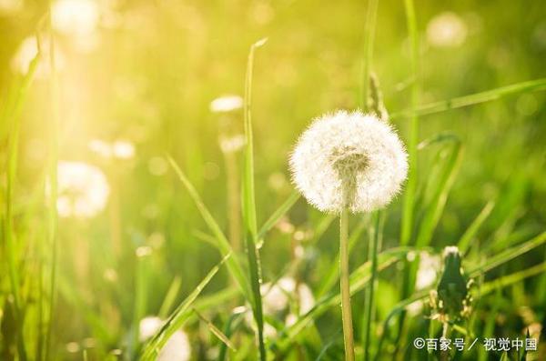 (推荐收藏)四年级语文第三次作文:写观察日记之植物篇 2
