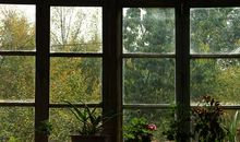 初三状物作文：窗外的树_1500字