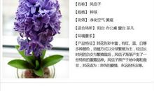 风信子 描写风信子的作文300字