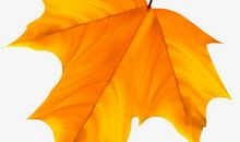 一片落叶 赞美落叶的作文700字