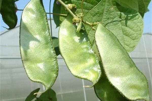 (推荐收藏)四年级语文第三次作文:写观察日记之植物篇 5