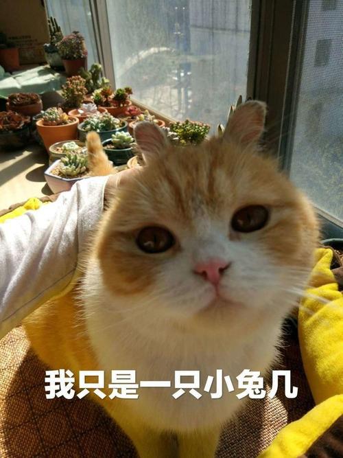 魔法兔（6） 又是橘猫？