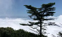 杨曙明原创丨叶落留翠——《小巷总理陈叶翠》读后感