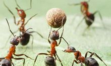 小学生作文：我的发现