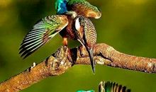 热带飞禽世界 神奇的热带雨林作文500字