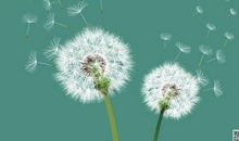 落地成根的蒲公英 六年级描写蒲公英的作文300字