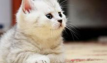 四年级语文第三次作文：观察日记小猫咪咪