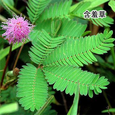 含羞草 神奇的含羞草作文400字