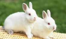 我家的小白兔 淘气的小白兔300字作文