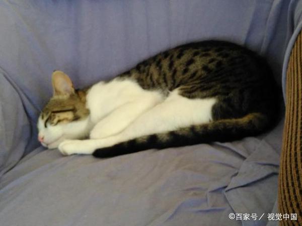 四年级语文第三次作文:观察日记小猫咪咪 2