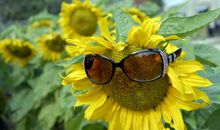 原创 优秀原创作文点评：《落花时节》，由物及人及事