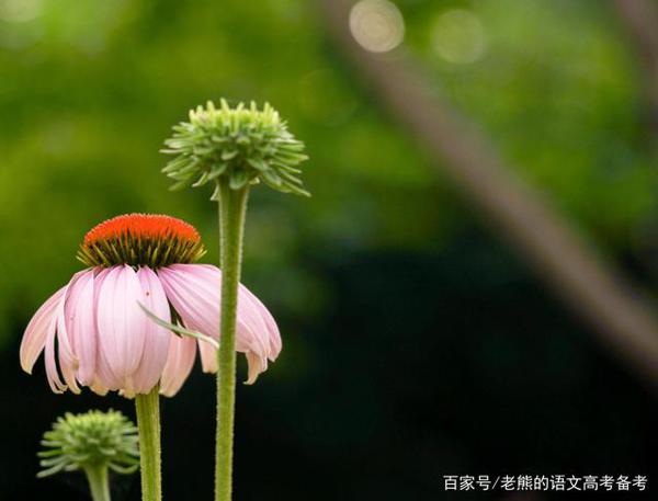 高考作文辅导66:民族凝聚 同心同圆(电视节目主持人身份)
