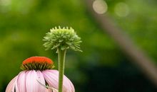 高考作文辅导66：民族凝聚 同心同圆（电视节目主持人身份）