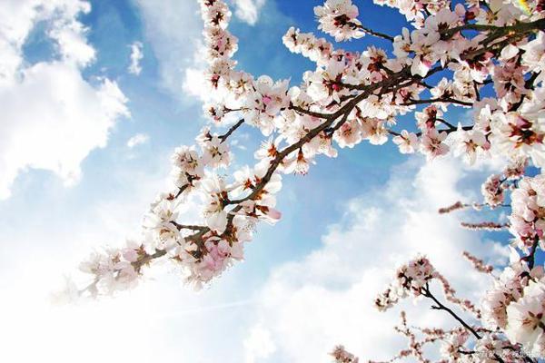 彩色作文：《春天的主人》，是谁将春天装扮得如此完美？