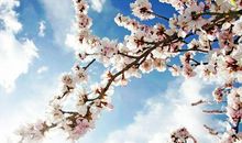 彩色作文：《春天的主人》，是谁将春天装扮得如此完美？