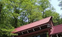 原山森林公园 五年级森林公园作文300字