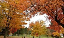 四年级作文：秋颂