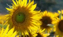 【优秀作文选登】祖雨萌 || 我的植物朋友